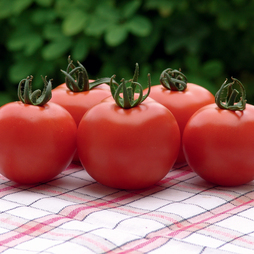 Tomato 'Orkado' F1 Hybrid - Seeds