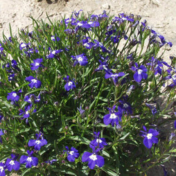 Lobelia erinus 'Mrs Clibran Improved' - Seeds