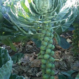 Brussels Sprout 'Bright' F1 Hybrid - Seeds