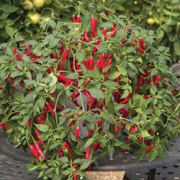 Chilli Pepper 'Cayennetta' F1 Hybrid - Seeds
