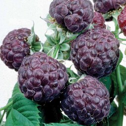 Raspberry 'Glen Coe' (Summer Fruiting)