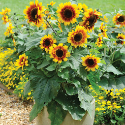 Sunflower 'Solar Flash' F1 Hybrid - Seeds