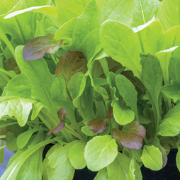 Lettuce Leaves Crunchy Blend - Seeds