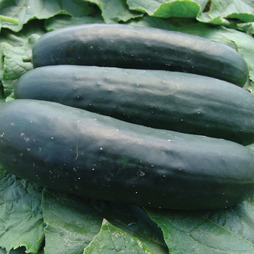 Cucumber 'Jogger' F1 Hybrid - Seeds