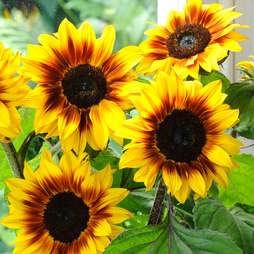 Sunflower 'Helios Flame' F1 Hybrid - Seeds