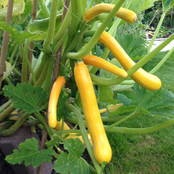 Courgette 'Shooting Star' F1 Hybrid - Seeds