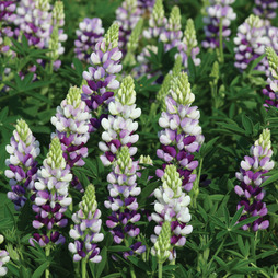 Lupin 'Avalune Lilac'