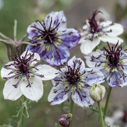 Nigella papillosa 'Delft Blue' - Seeds