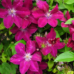Clematis 'Remembrance'