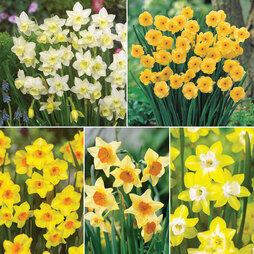 Narcissus 'Jonquilla Collection'
