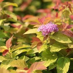 Spiraea japonica 'Pink and Gold'
