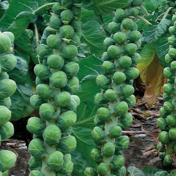 Brussels Sprout 'Brodie' F1 Hybrid