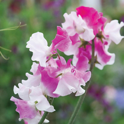 Sweet Pea 'Route 66'