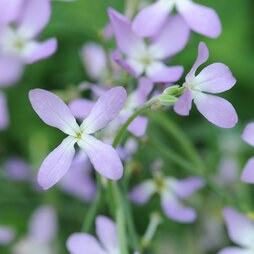 Stock 'Night Scented' - Seeds