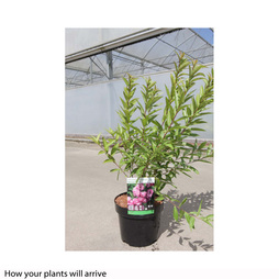 Prunus glandulosa 'Rosea Plena'