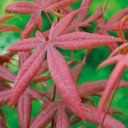 Acer palmatum 'Starfish'