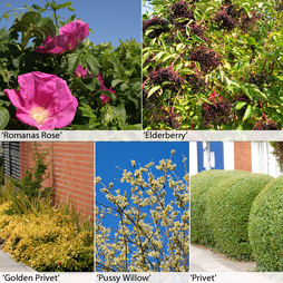 Fast Growing Hedging Collection
