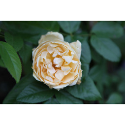 Rose 'Buff Beauty'