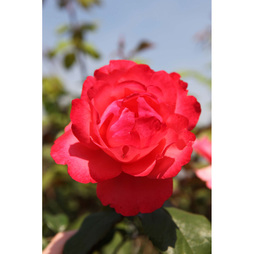 Rose 'Scarlet Queen'
