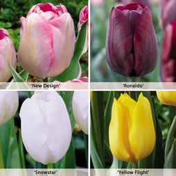 Tulip 'Triumph Collection'