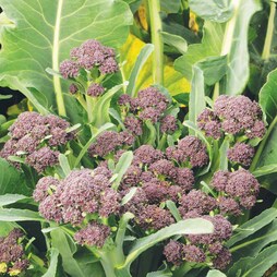 Broccoli 'Summer Purple' (Purple Sprouting) - Seeds