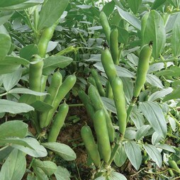 Broad Bean 'Oscar' - Seeds