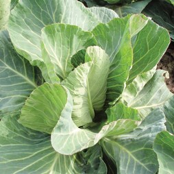 Cabbage 'Summer Jewel' - Seeds