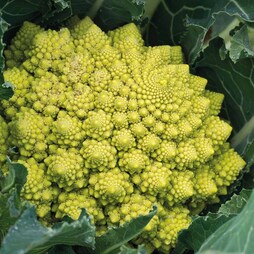 Cauliflower 'Veronica' (Summer/Autumn) - Seeds