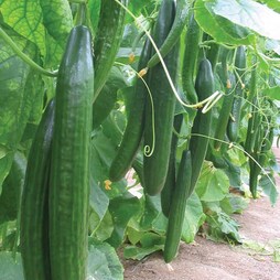 Cucumber 'Carmen' F1 Hybrid - Seeds