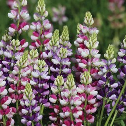 Lupin 'Avalune Mixed' - Seeds