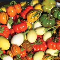 Solanum 'Deco Fruits Mixed'