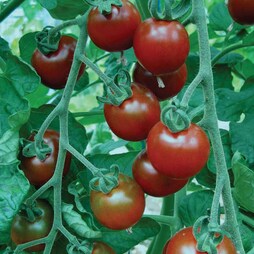 Tomato 'Garnet'