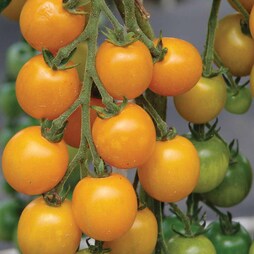 Tomato 'Goldkrone' - Seeds