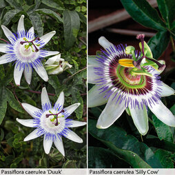 Passion Flower Duo