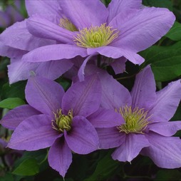 Clematis Cezanne™ evipo023