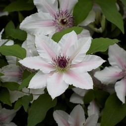 Clematis The Countess Of Wessex™ evipo073