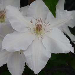 Clematis Hyde Hall™ evipo009