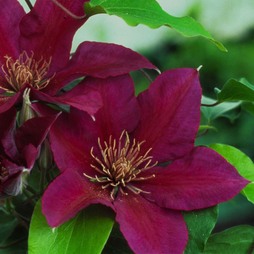 Clematis Picardy™ evipo024