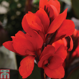 Canna x generalis 'Cannova Collection'
