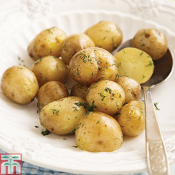 Potato 'Abbot'