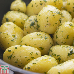 Potato 'Epicure'