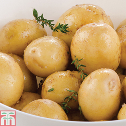 Potato 'Maris Peer'