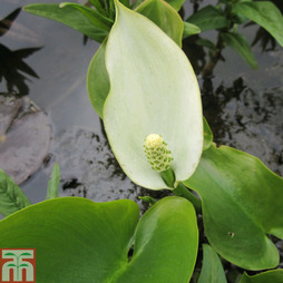 Calla palustris (Marginal Aquatic)