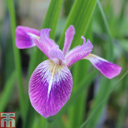 Iris versicolor 'Kermesina' (Marginal Aquatic)