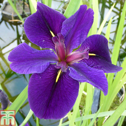 Iris louisiana 'Black Gamecock' (Marginal Aquatic)