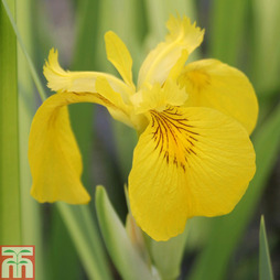 Iris pseudacorus 'Variegata' (Marginal Aquatic)