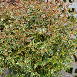 Abelia x grandiflora 'Tricolour Charm'