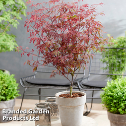 Acer palmatum 'Royal Garnet ®'