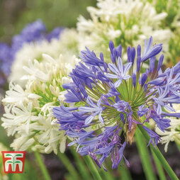 Agapanthus Blue & White Potted Collection