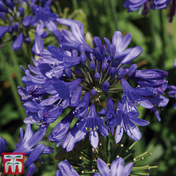 Agapanthus 'Ever Sapphire'